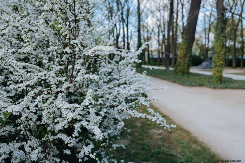 5 plantas que reducen la escorrentía