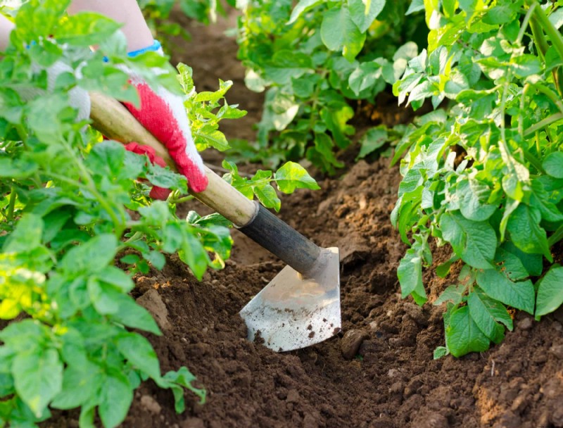 Consejos ecológicos para eliminar las malas hierbas del césped