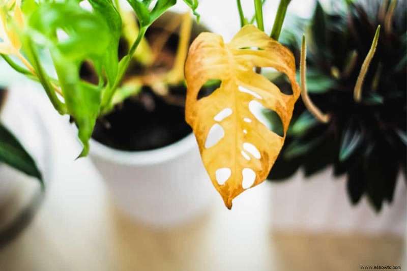 Cinco formas de saber que su planta tiene exceso de agua
