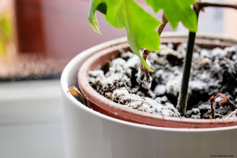 Cinco formas de saber que su planta tiene exceso de agua