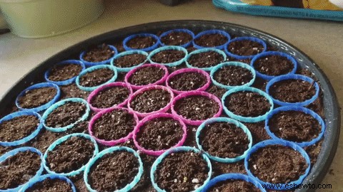 Cómo cultivar girasoles en contenedores
