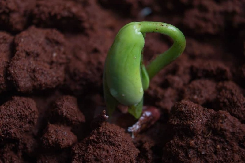 Cómo cultivar girasoles en contenedores