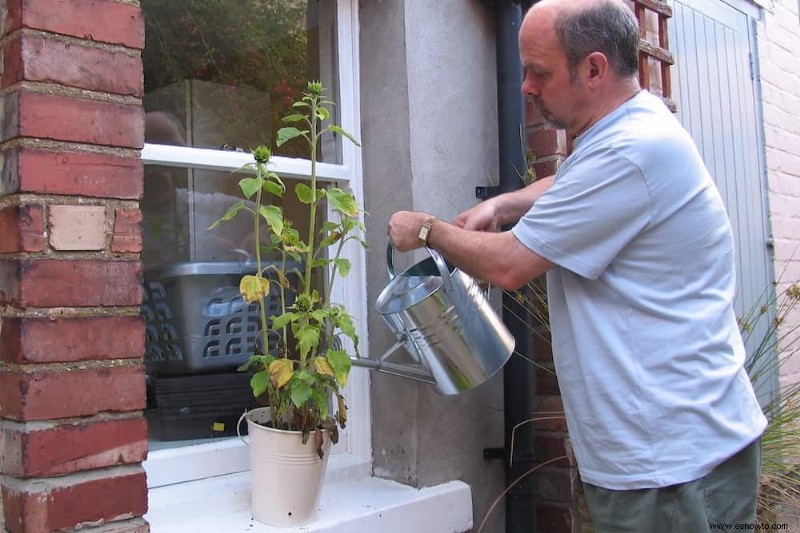 Cómo cultivar girasoles en contenedores