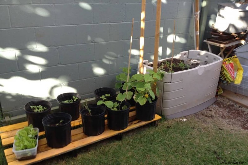 Cómo cultivar girasoles en contenedores