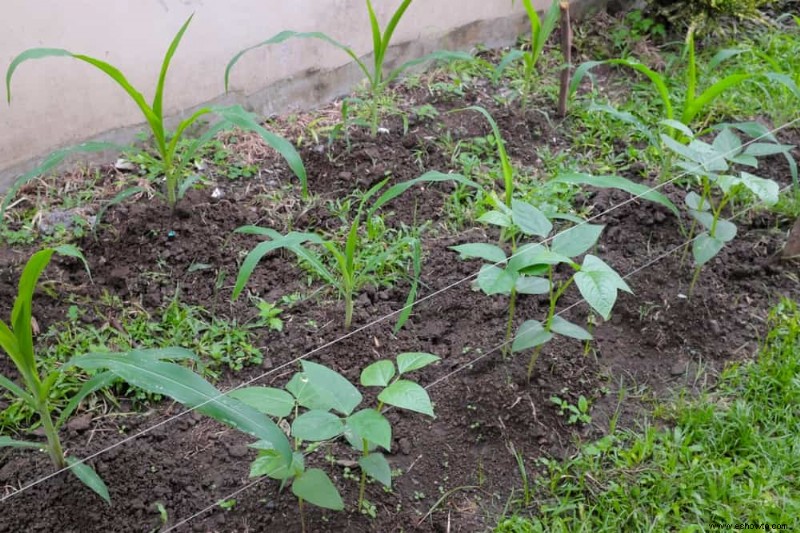 6 consejos para cultivar vegetales en espacios pequeños