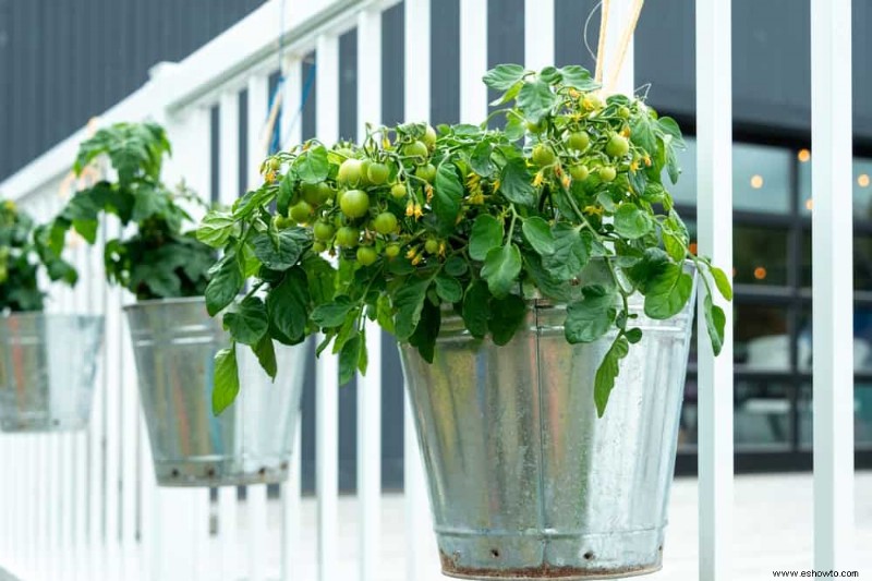 6 consejos para cultivar vegetales en espacios pequeños