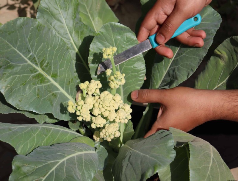 Cómo y cuándo cosechar coliflor