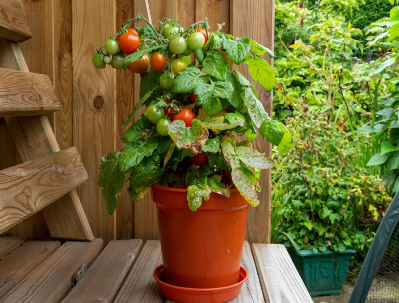 Por qué debería agregar café molido al suelo de su planta de tomate