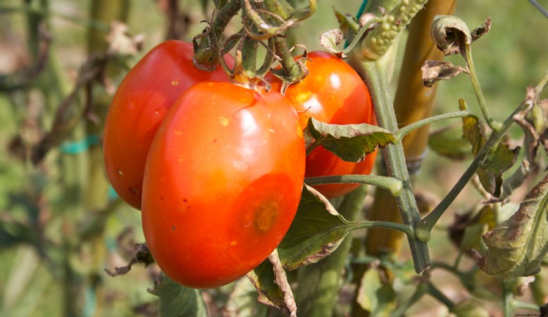 Por qué debería agregar café molido al suelo de su planta de tomate