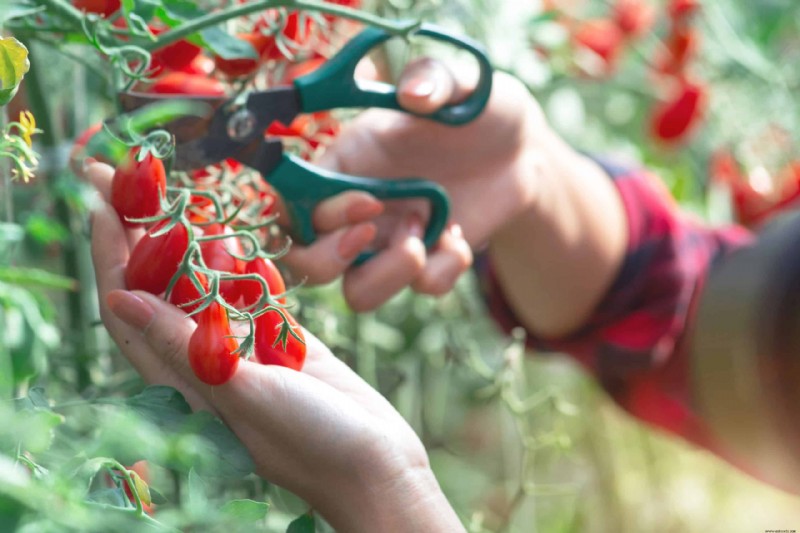 Por qué debería agregar café molido al suelo de su planta de tomate