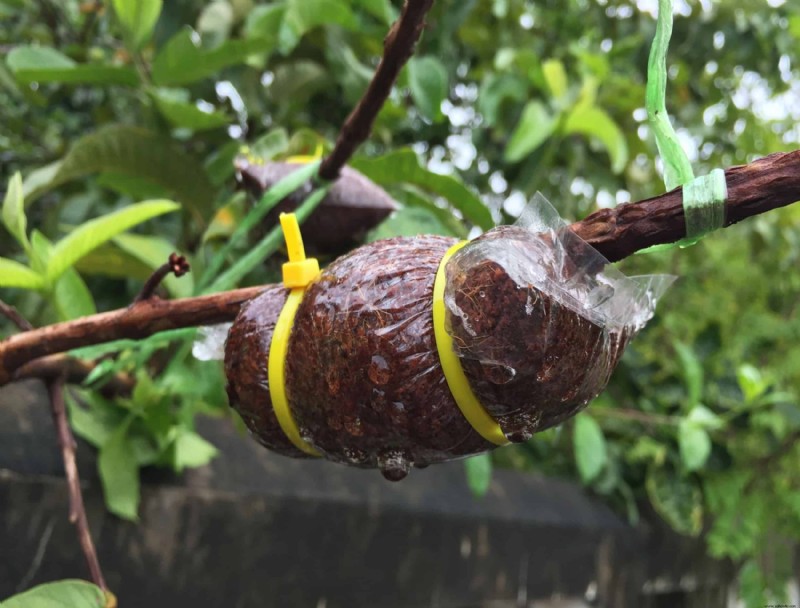 Cómo propagar plantas con capas de aire