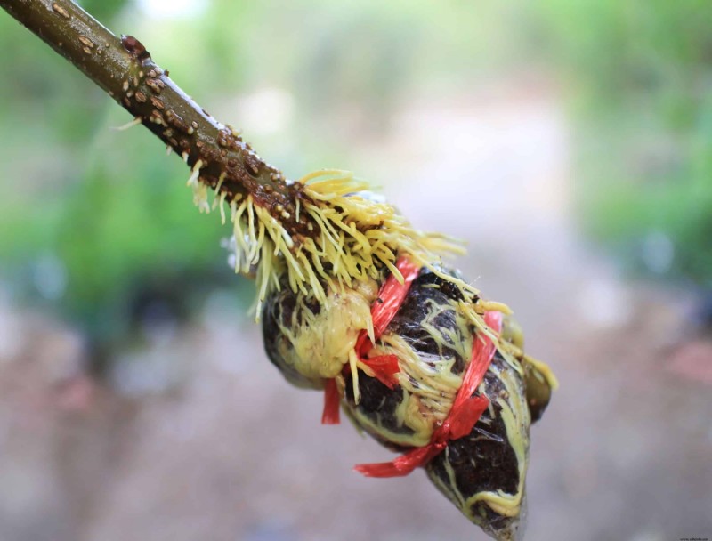 Cómo propagar plantas con capas de aire