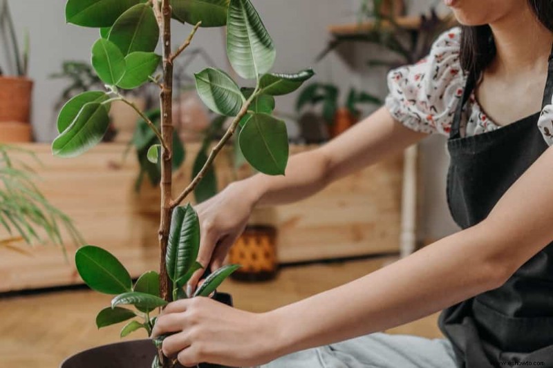 Cómo propagar plantas con capas de aire