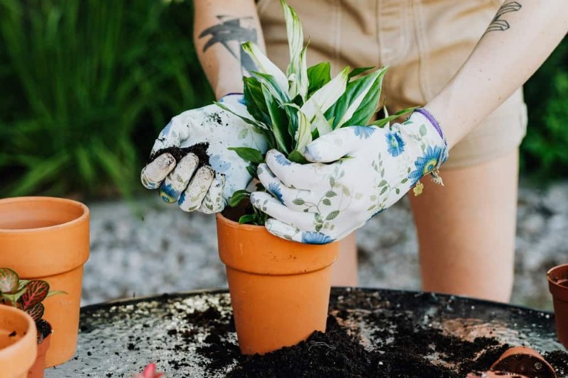 Cómo propagar plantas con capas de aire