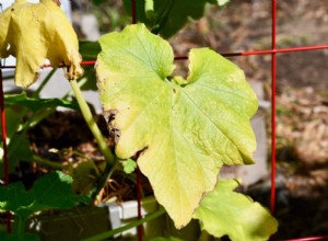 7 Causas Principales de Hojas Amarillas en Pepinos y Soluciones Efectivas