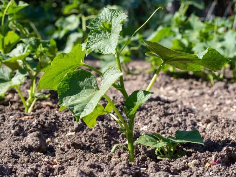 7 razones por las que las hojas de pepino se vuelven amarillas