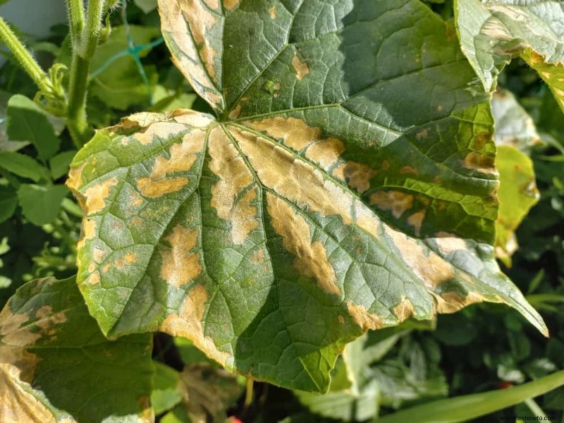 7 razones por las que las hojas de pepino se vuelven amarillas
