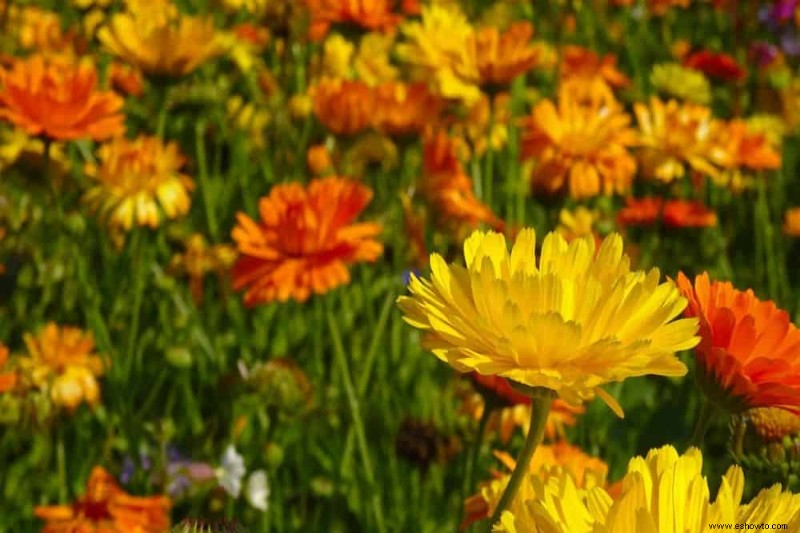 7 plantas trampa para el control de plagas en su jardín