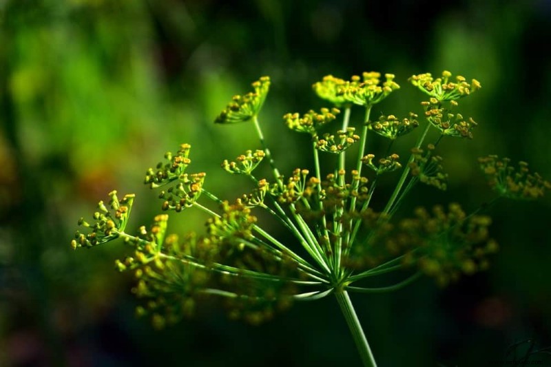 7 plantas trampa para el control de plagas en su jardín