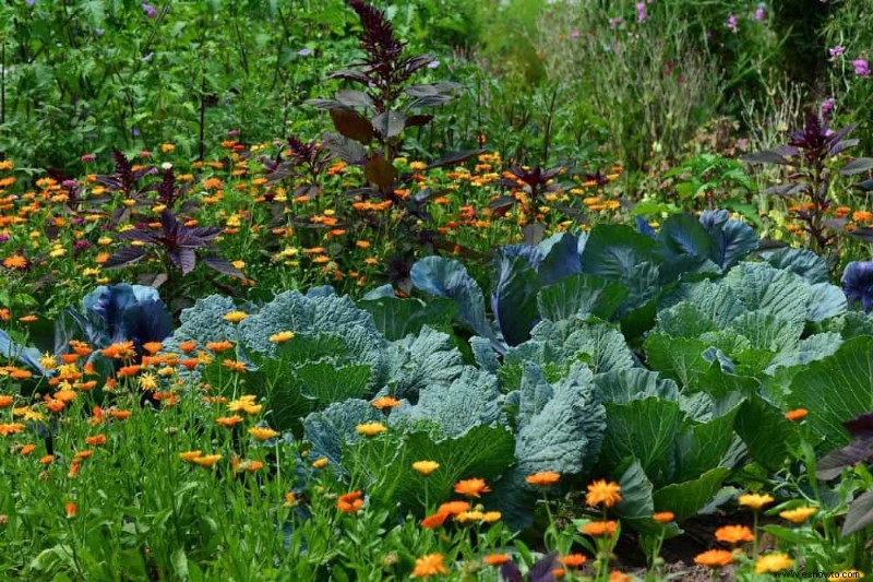 7 plantas trampa para el control de plagas en su jardín