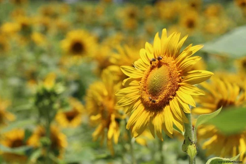 7 plantas trampa para el control de plagas en su jardín