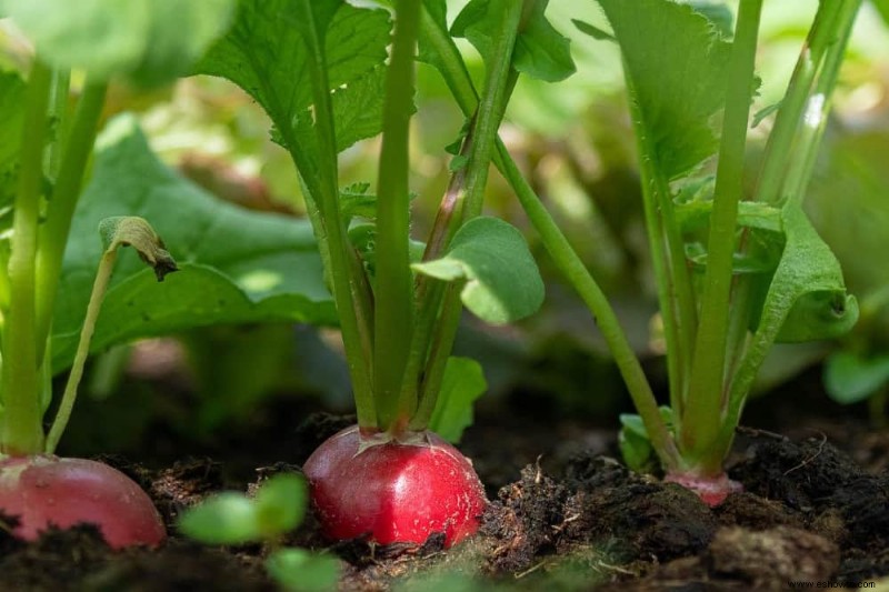 7 plantas trampa para el control de plagas en su jardín