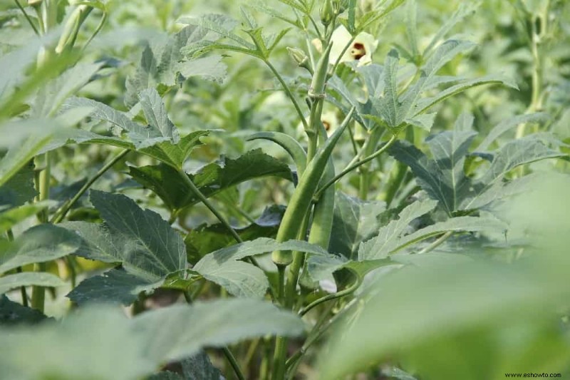 7 plantas trampa para el control de plagas en su jardín