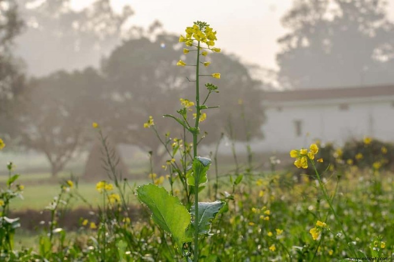 7 plantas trampa para el control de plagas en su jardín