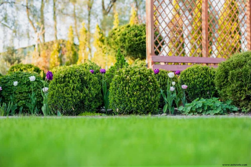 6 plantas ornamentales para agregar a su paisaje