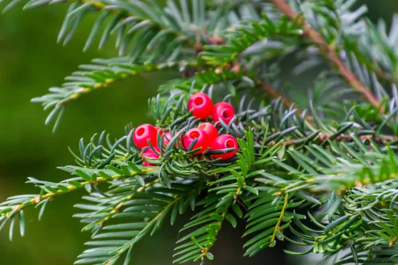 6 plantas ornamentales para agregar a su paisaje