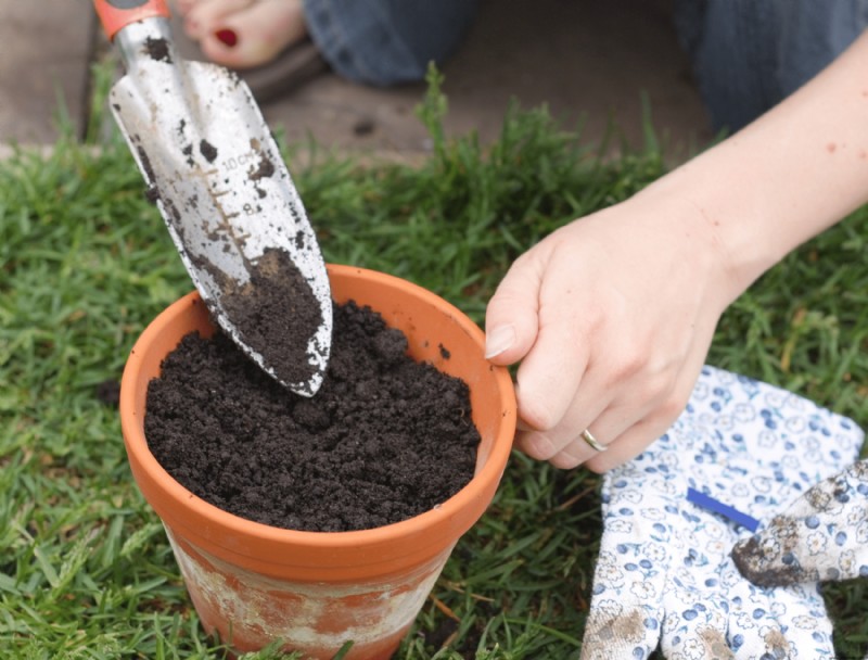 Cómo cultivar ajo en macetas