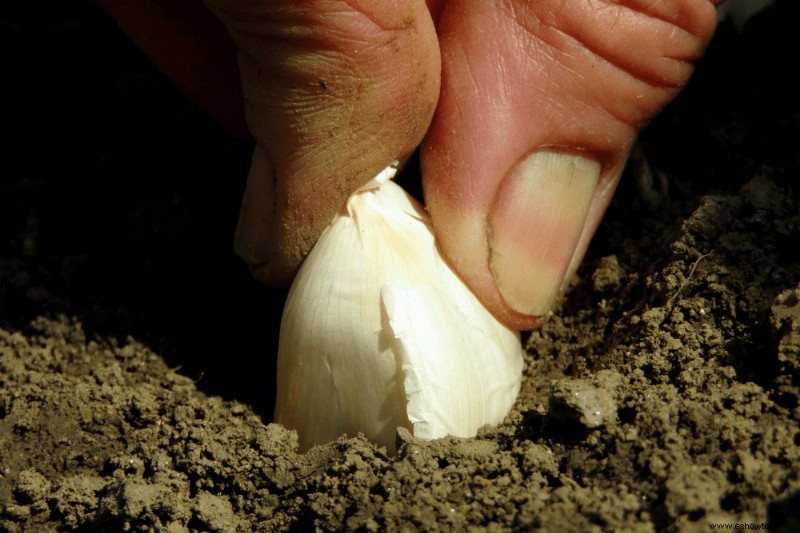 Cómo cultivar ajo en macetas