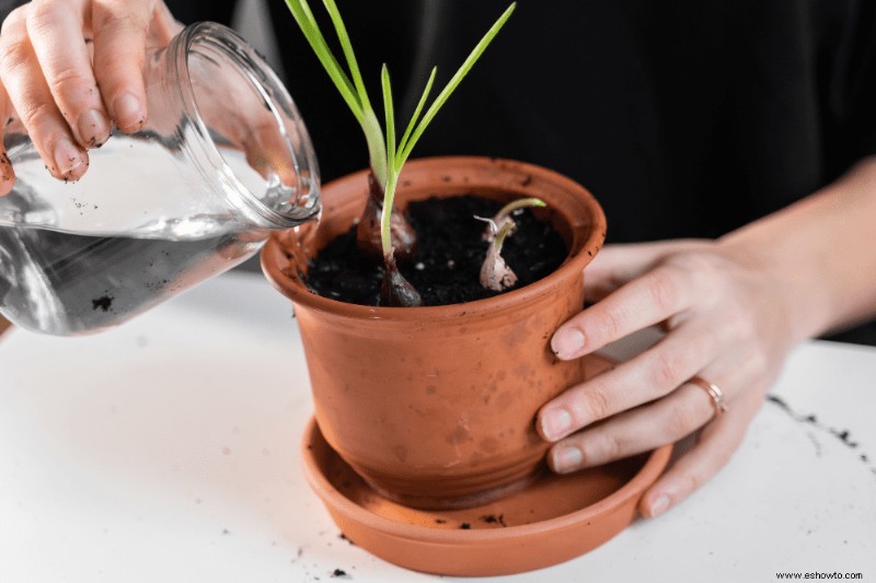 Cómo cultivar ajo en macetas