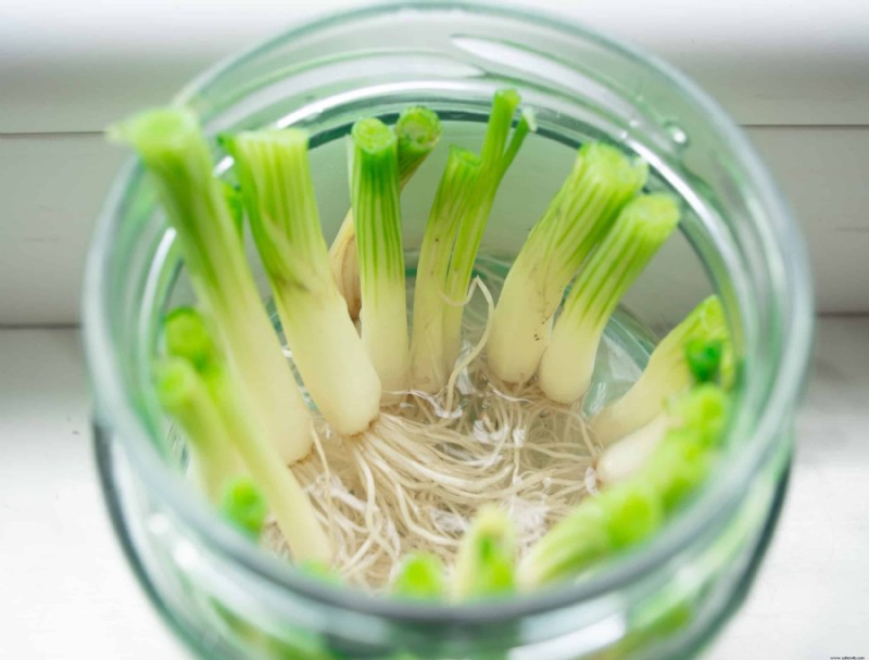 7 verduras que puedes volver a cultivar a partir de restos