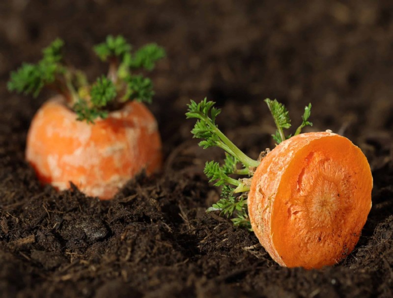 7 verduras que puedes volver a cultivar a partir de restos