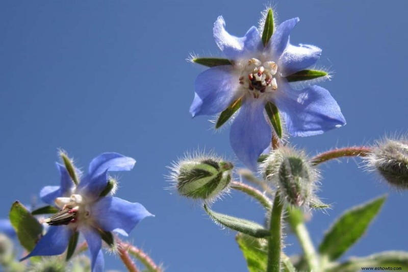 10 mejores plantas complementarias para los tomates