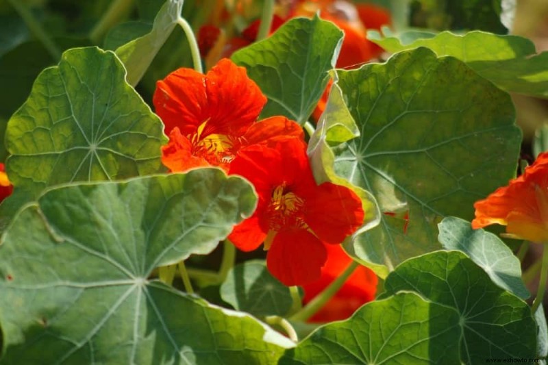 10 mejores plantas complementarias para los tomates