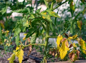 5 Errores Comunes al Comprar Plantas que Debes Evitar para un Éxito Total