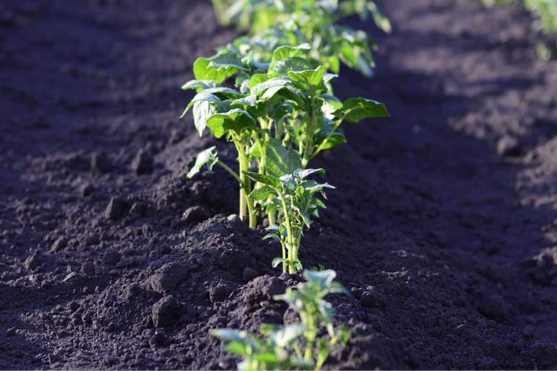 5 de las verduras más rentables para cultivar en su jardín