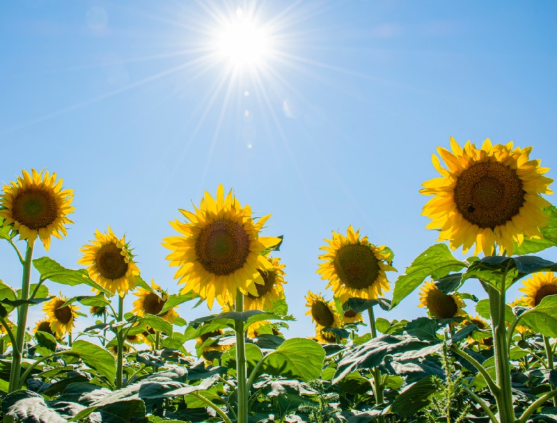 5 plantas en contenedores que prosperan con el calor