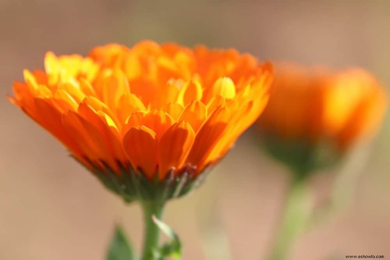 5 plantas en contenedores que prosperan con el calor