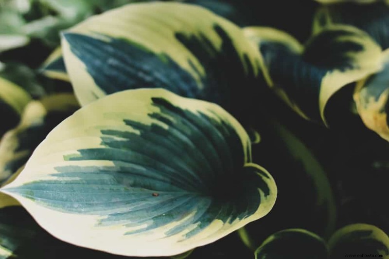 7 plantas perennes que prosperan a la sombra