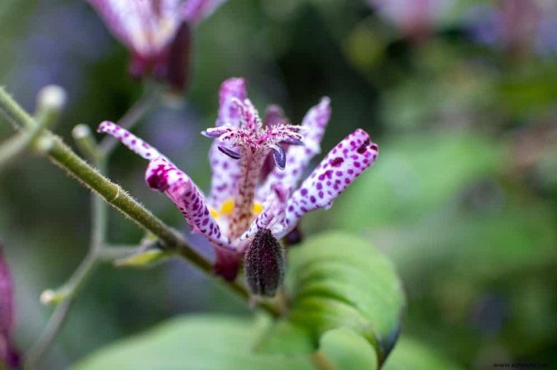 7 plantas perennes que prosperan a la sombra