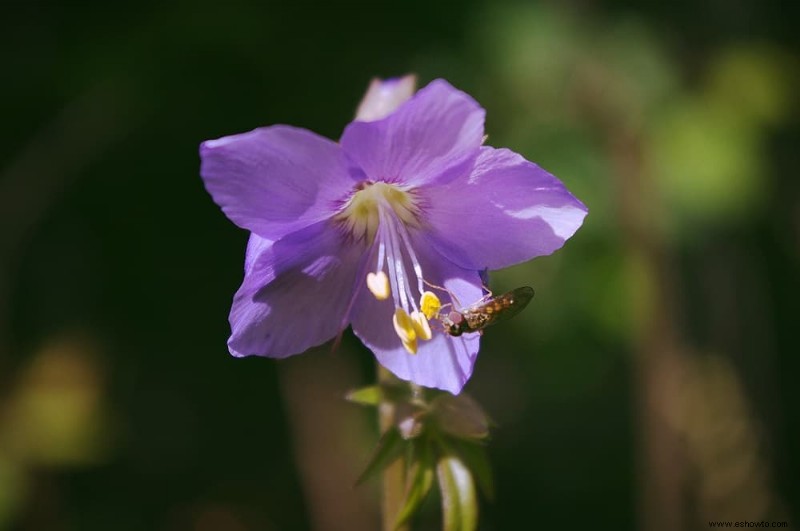 7 plantas perennes que prosperan a la sombra