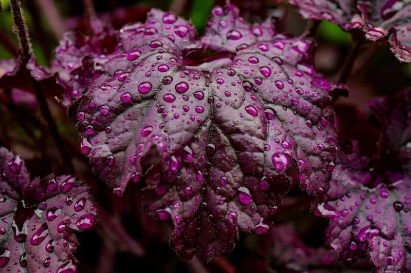 7 plantas perennes que prosperan a la sombra