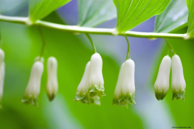 7 plantas perennes que prosperan a la sombra