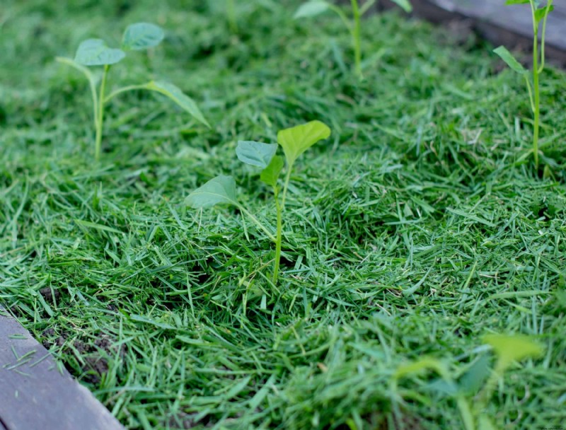 7 mantillos naturales para su jardín