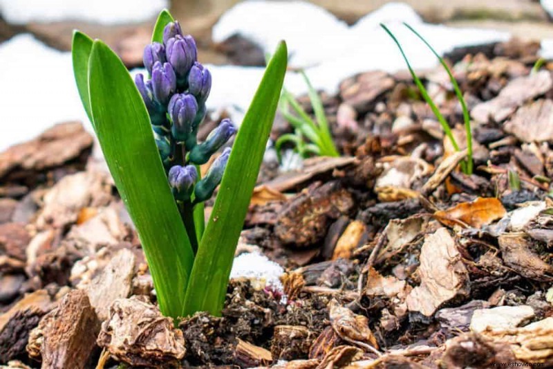 7 mantillos naturales para su jardín