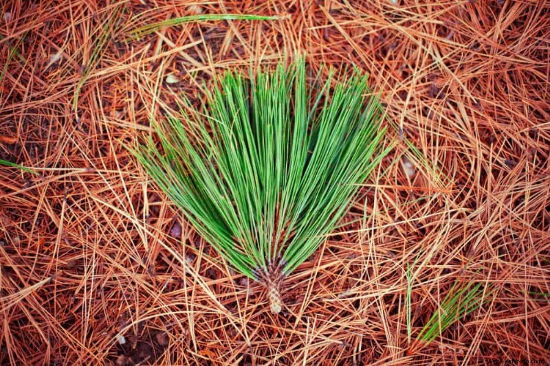 7 mantillos naturales para su jardín