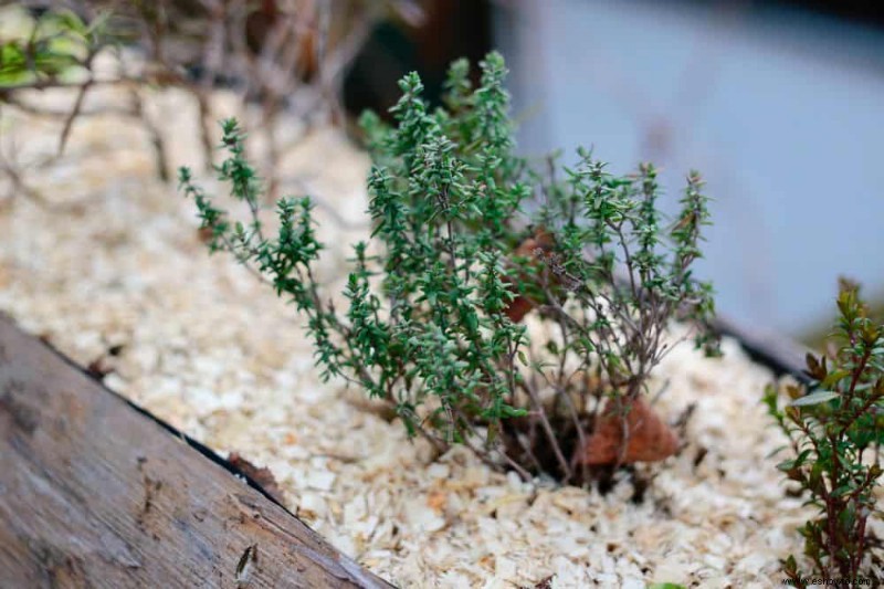 7 mantillos naturales para su jardín